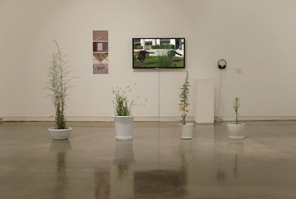 Economical Plants 01